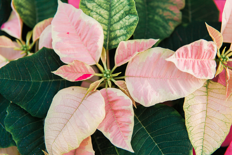 Marble Poinsettia • Windsor Greenhouse
