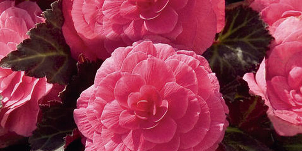 Windsor greenhouse - Top 5 Favourite Annuals-nonstop begonia