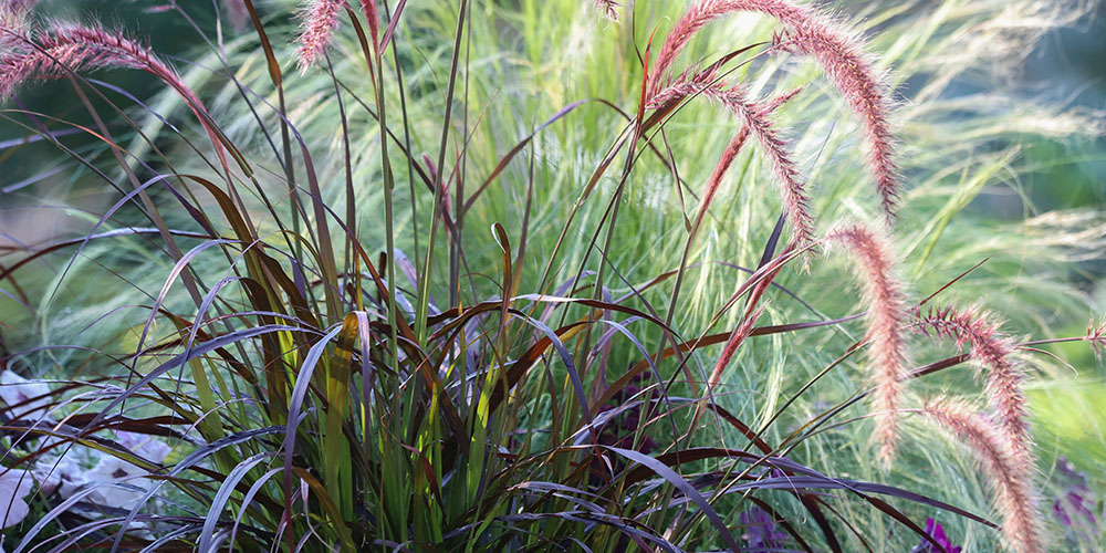 Windsor greenhouse - Top 5 Favourite Annuals-purple fountain grass