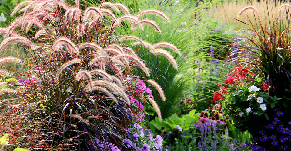 Windsor greenhouse-purple fountain grass in garden