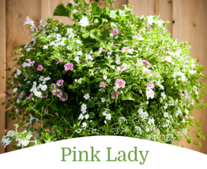-windsor greenhouse pink lady hanging basket