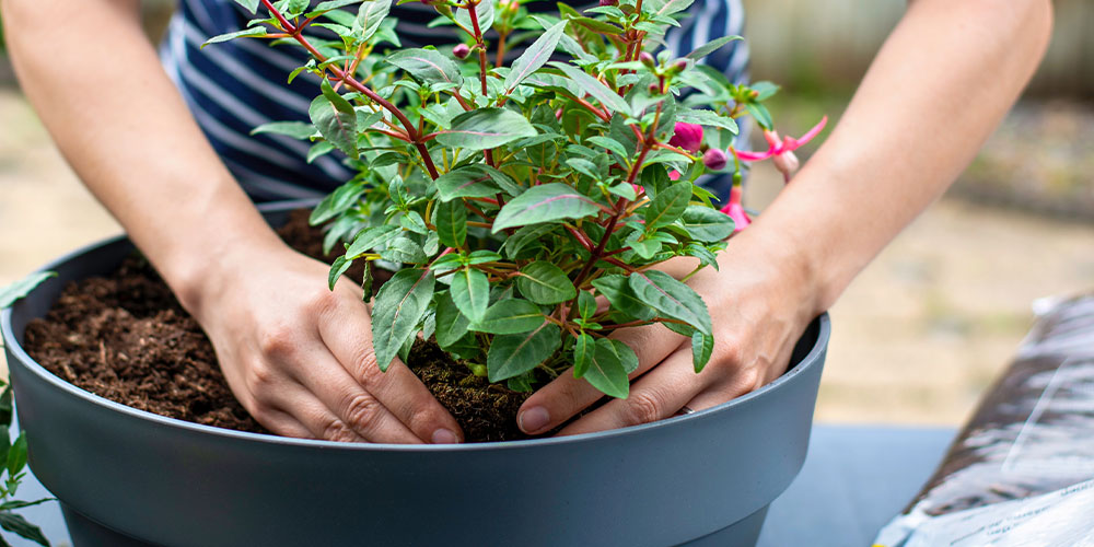 Windsor Greenhouse planting a flower pot