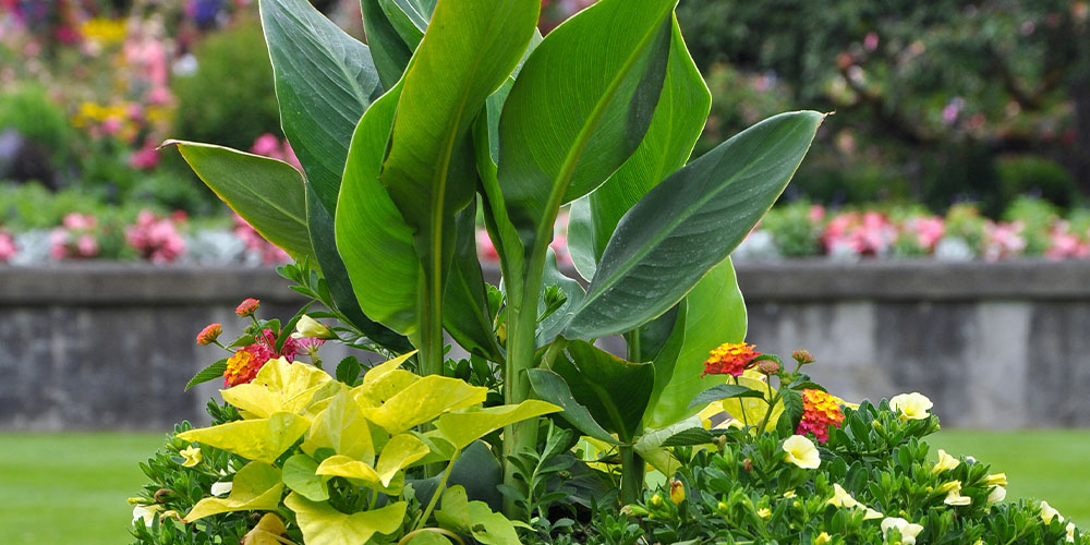 Windsor Greenhouse thriller plant canna lily