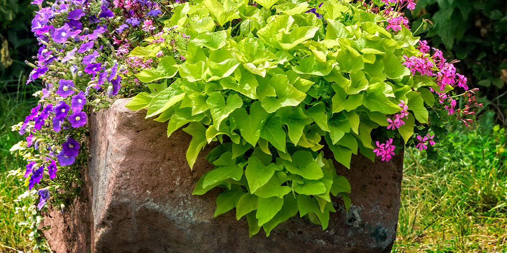 Windsor Greenhouse ipomoea plant
