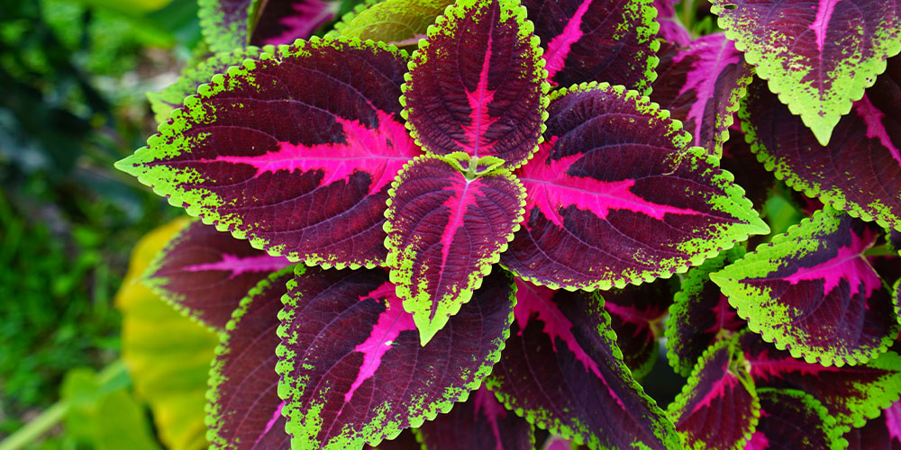Windsor Greenhouse - The 6 Best Plants for Shade & How to Grow Them-coleus in garden