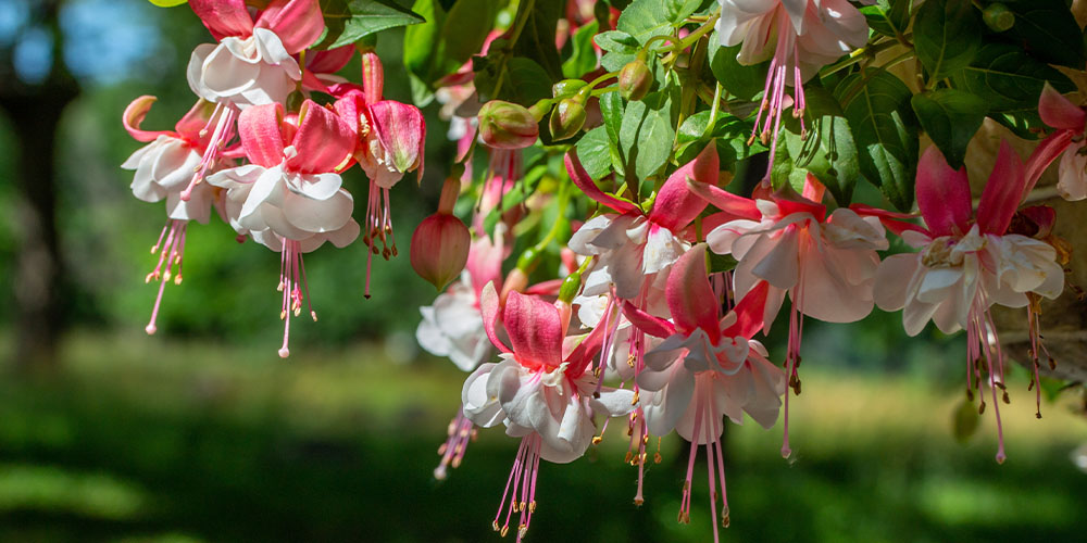 Windsor Greenhouse - The 6 Best Plants for Shade & How to Grow Them-fuchsia in garden