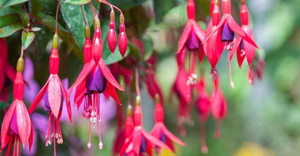 Windsor Greenhouse - The 6 Best Plants for Shade & How to Grow Them-fuchsia pink