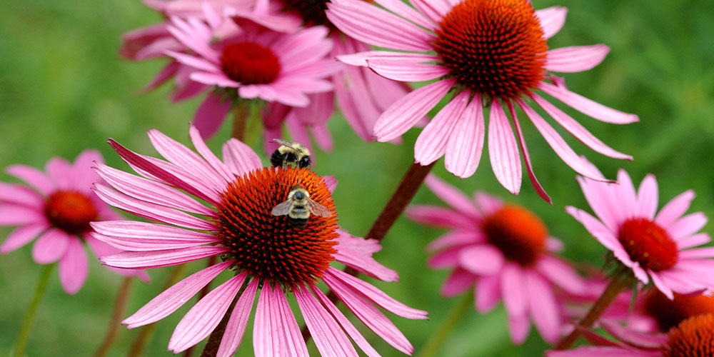 Windsor greenhouse - The Top 10 Best Perennials for Abbotsford Gardens-Echinacea flowers