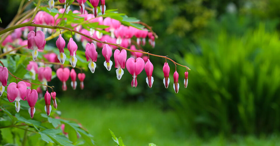 Windsor greenhouse - The Top 10 Best Perennials for Abbotsford Gardens-bleeding heart plant