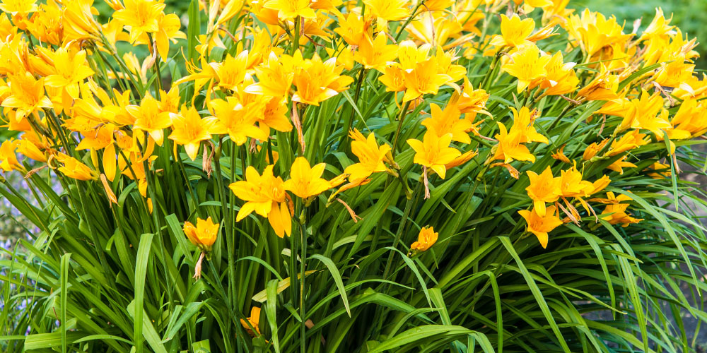 Windsor greenhouse - The Top 10 Best Perennials for Abbotsford Gardens-daylily flowers