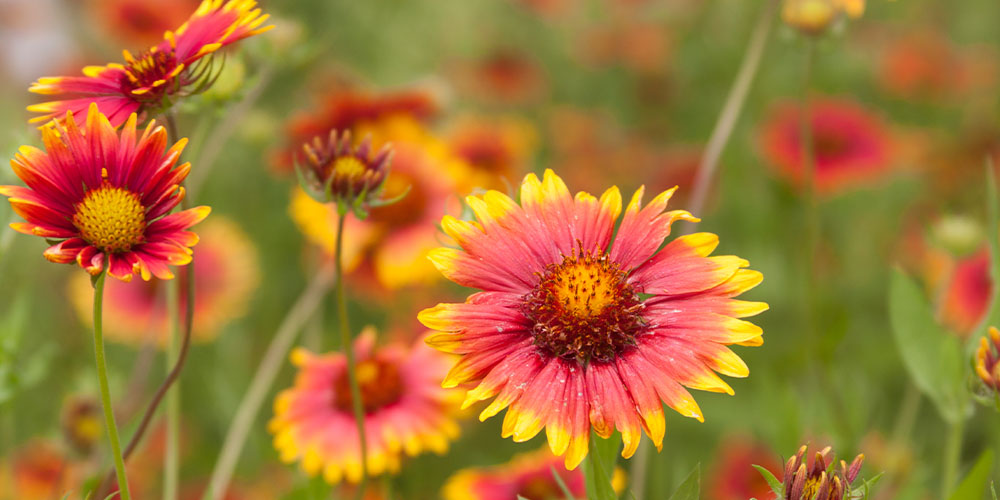 Windsor greenhouse - The Top 10 Best Perennials for Abbotsford Gardens-gaillardia flowers