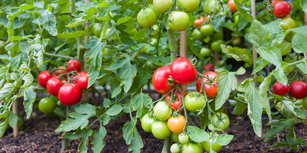 Windsor greenhouse - Tomato Varieties and What to do With Them-indederminate tomatoes