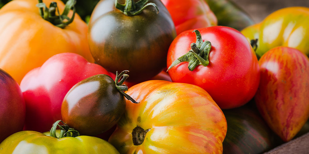 Windsor greenhouse - Tomato Varieties and What to do With Them-tomato varieties