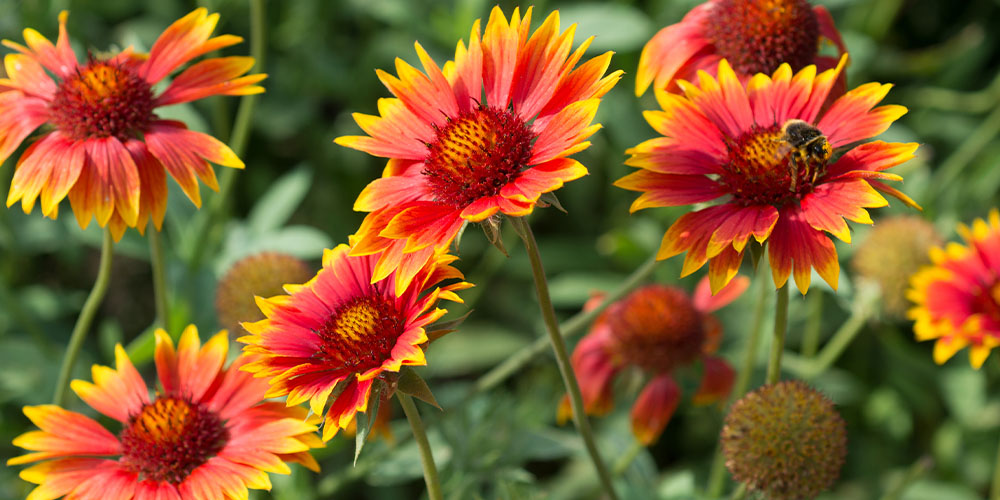 Windsor Greenhouse -Heat-Tolerant Annual and Perennial Flowers-blanket flowers