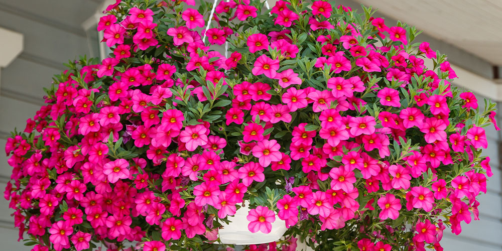 Windsor Greenhouse -Heat-Tolerant Annual and Perennial Flowers-calibrachoa flowers