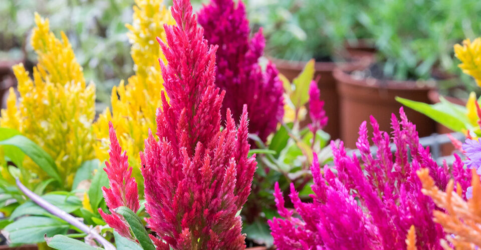 Windsor Greenhouse -Heat-Tolerant Annual and Perennial Flowers-celosia flowers