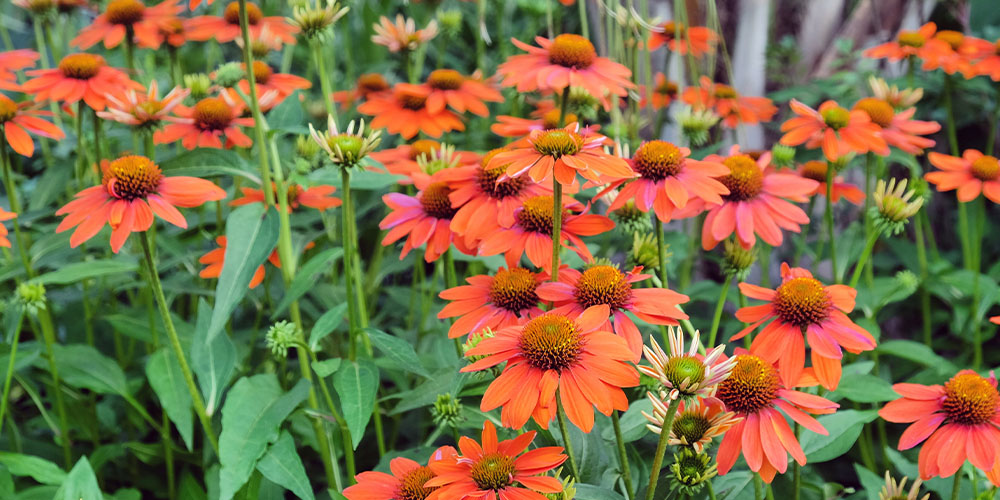 Windsor Greenhouse -Heat-Tolerant Annual and Perennial Flowers-echinacea flowers