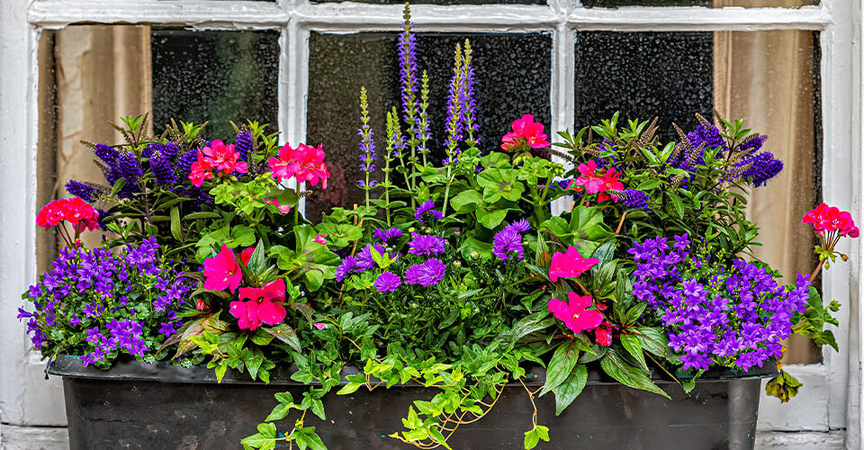 Windsor Greenhouse - How to Care for Your Container Garden-container garden in windowsill