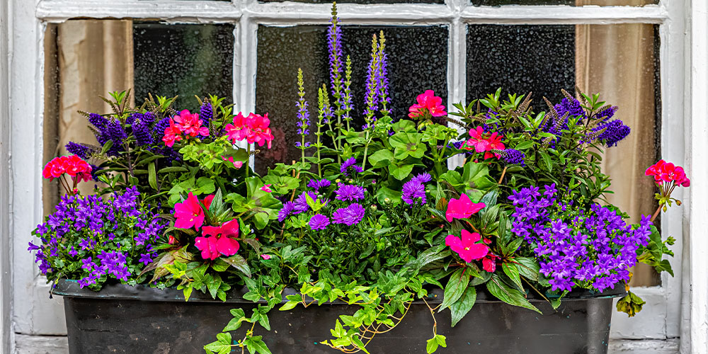 Container Garden University How To Care For Container Gardens 