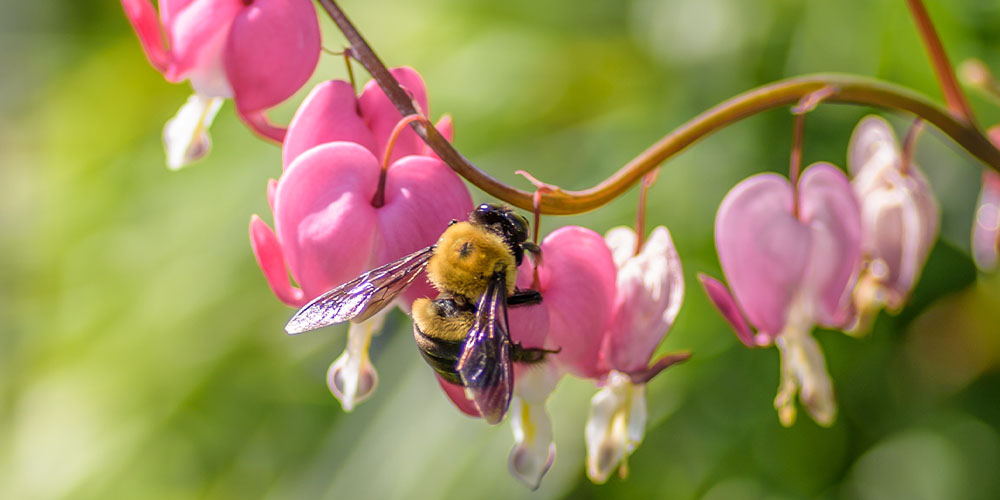 Windsor Greenhouse -How to Attract Pollinators to Your Yard -bee on bleeding heart flower