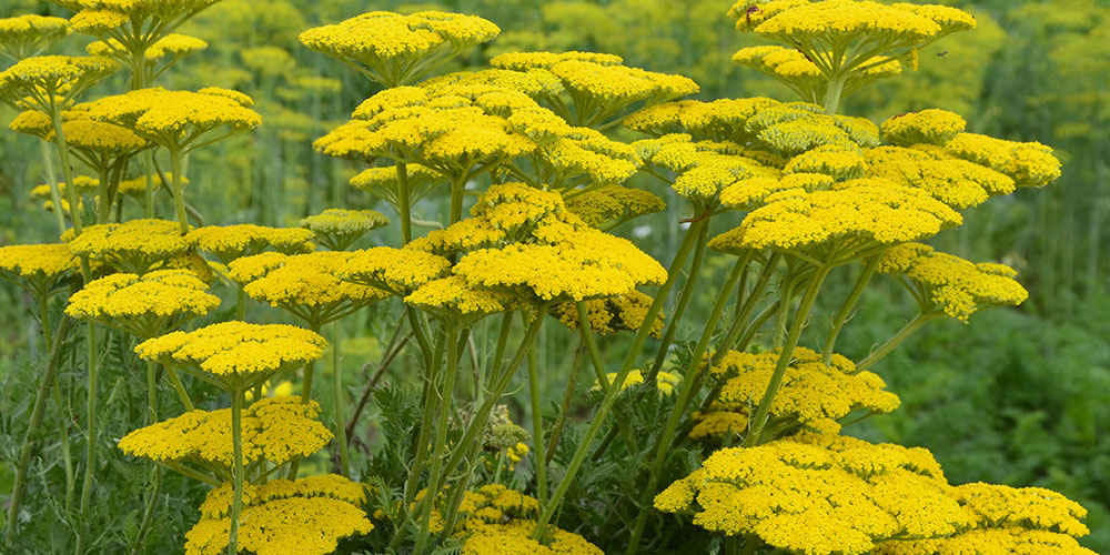 Windsor Greenhouse -How to Attract Pollinators to Your Yard -yellow yarrow flowers