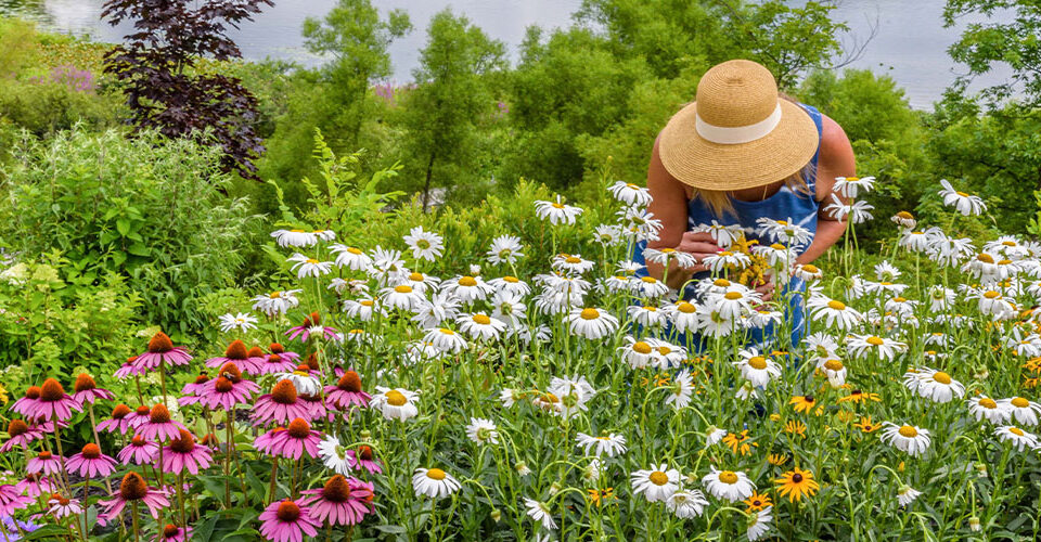 Windsor Greenhouse -Wildflower Cutting Gardens-coneflowers in garden