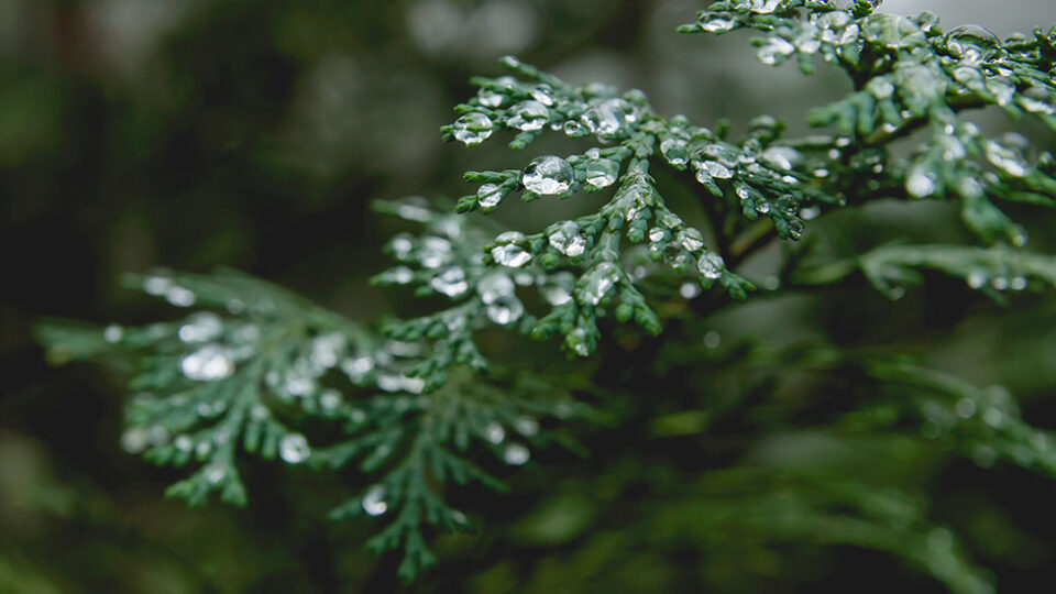 Windsor Greenhouse-Abbottsford-How To Care For Fresh Greenery-moisture on cedar foliage