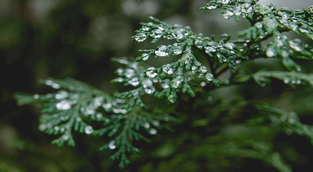 Windsor Greenhouse-Abbottsford-How To Care For Fresh Greenery-moisture on cedar foliage