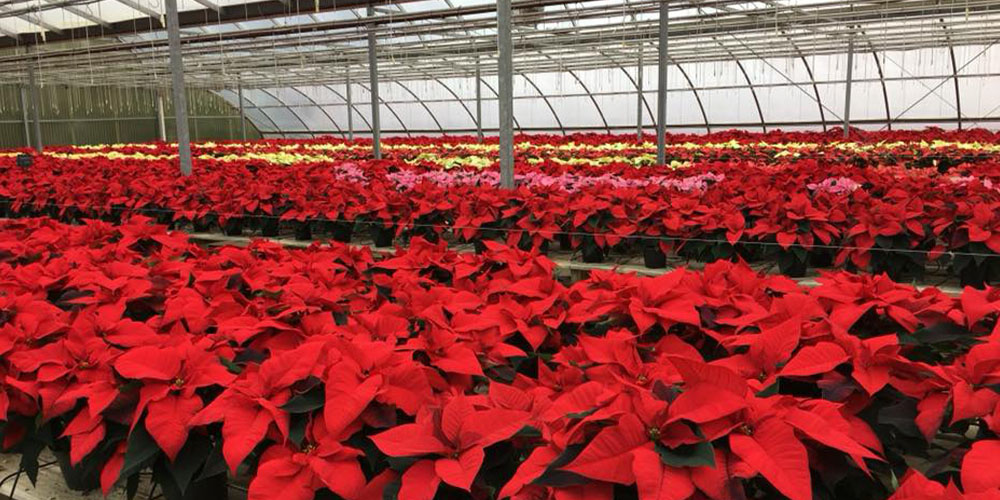 Windsor Greenhouse -Poinsettia Care Guide-POINSETTIAS GROWING IN GREENHOUSE