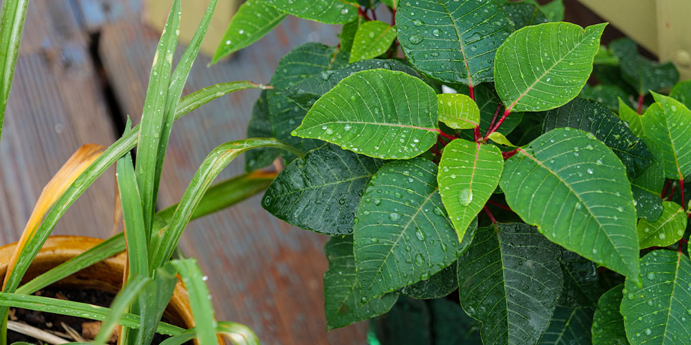 Windsor Greenhouse -Poinsettia Care Guide-green poinsettia leaves