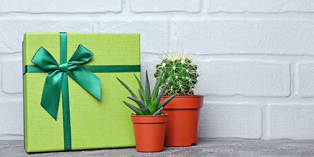 Windsor Greenhouse-Abbotsford-A Guide to Wrapping a Plant and Adding Fresh Greenery to Gifts-gift box for houseplants