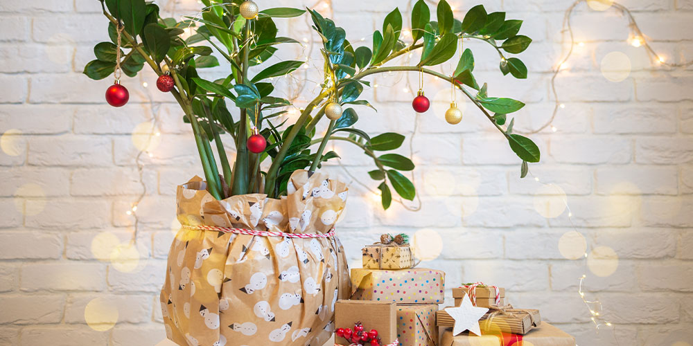 Windsor Greenhouse-Abbotsford-A Guide to Wrapping a Plant and Adding Fresh Greenery to Gifts-zz plant