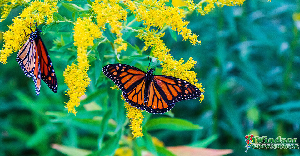 Windsor Greenhouse-Abbotsford-British-Columbia-Attracting Pollinators and Hummingbirds-monarch on goldenrod flower