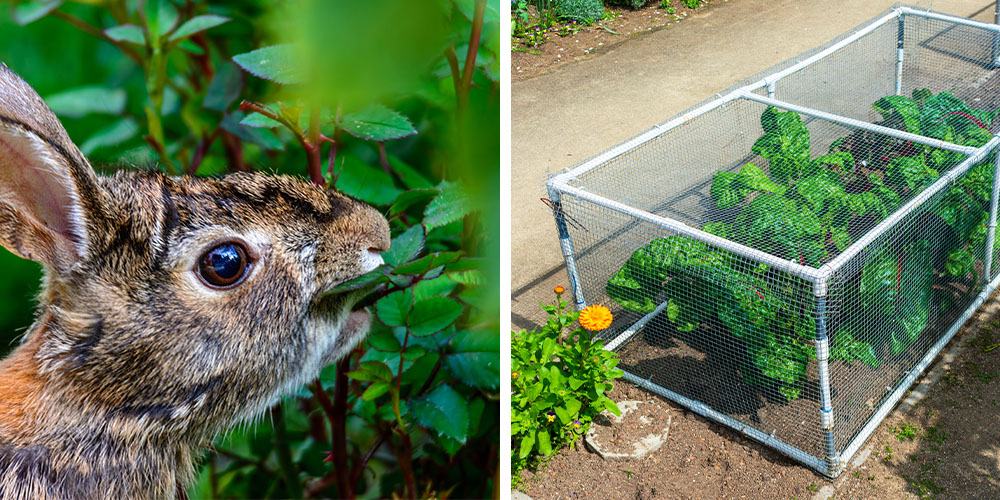 Strategies to Start Your Abbotsford Veggie Garden Out Strong • Windsor