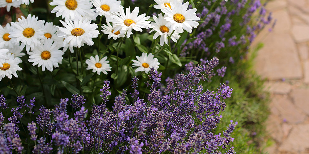 Windsor Garden Centre-Abbotsford-British-Columbia-A Guide to Designing with Perennials-daisies