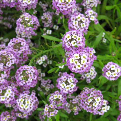 Windsor Garden Centre-Abbotsford-British Columbia-annuals for july and august-alyssum