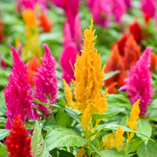 Windsor Garden Centre-Abbotsford-British Columbia-annuals for july and august-celosia