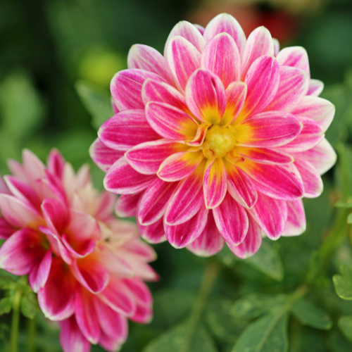 Windsor Garden Centre-Abbotsford-British Columbia-annuals for july and august-dahlias