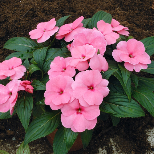Windsor Garden Centre-Abbotsford-British Columbia-annuals for july and august-impatiens