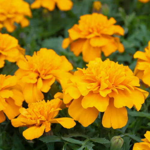 Windsor Garden Centre-Abbotsford-British Columbia-annuals for july and august-marigolds