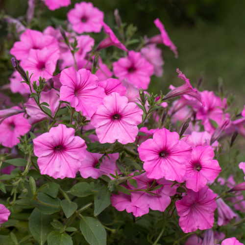 Windsor Garden Centre-Abbotsford-British Columbia-annuals for july and august-petunias