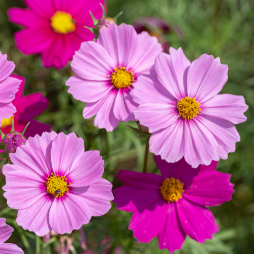 Windsor Garden Centre-Abbotsford-British Columbia-annuals for july and august-pink cosmos