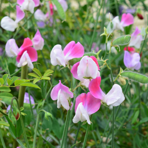 Windsor Garden Centre-Abbotsford-British Columbia-annuals for july and august-sweet pea vine