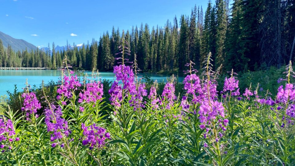Windsor Garden Centre-Abbotsford-British Columbia-purple flowers by lake
