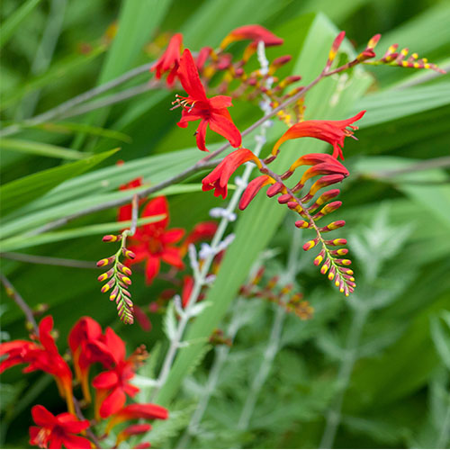 Windsor Greenhouse-Abbotsford-British Columbia-8 Perennials for Cut Flowers-crocosmia