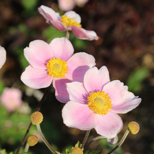 Windsor Greenhouse-Abbotsford-British Columbia-8 Perennials for Cut Flowers-japanese anemone